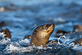 SEA 04 KH0005 01
Head Shot Of Brown (aka Cape or South African) Fur Seal Swimming In Ocean