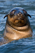SEA 04 KH0006 01
Head Shot Of Brown (aka Cape or South African) Fur Seal Swimming In Ocean