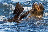 SEA 04 KH0007 01
Brown (aka Cape or South African) Fur Seal Swimming In Ocean
