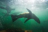 SEA 04 KH0008 01
Brown (aka Cape or South African) Fur Seals Swimming In Ocean