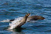 SEA 04 KH0009 01
Brown (aka Cape or South African) Fur Seals Leaping In Ocean