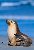 SEA 04 KH0010 01
Australian Sea Lion Sitting On Beach