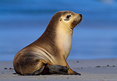 SEA 04 KH0011 01
Australian Sea Lion Sitting On Beach