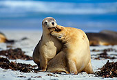 SEA 04 KH0012 01
Two Australian Sea Lions Sitting On Beach Playing