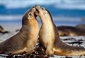 SEA 04 KH0013 01
Two Australian Sea Lions Sitting On Beach Playing