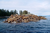 SEA 04 LS0001 01
Steller's Sea Lions Congregating On Rocky Island