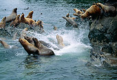 SEA 04 LS0002 01
Steller's Sea Lions Playing In Water By Rocks
