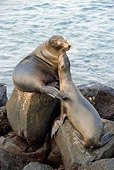 SEA 04 NE0001 01
Two Galapagos Sea Lions Sitting On Rocks Kissing Galapagos Islands