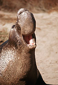 SEA 04 RK0016 01
Portrait Head Shot Of Seal