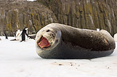 SEA 04 SK0003 01
Leopard Seal Vocalizing On Iceberg Off South Shetland Islands Antarctica