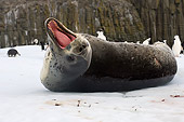 SEA 04 SK0004 01
Leopard Seal Vocalizing On Iceberg Off South Shetland Islands Antarctica