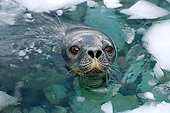 SEA 04 SK0005 01
Weddell Seal Swimming In Southern Ocean Off Western Antarctic Peninsula