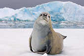 SEA 04 SK0006 01
Crabeater Seal Resting On Sea Ice In Southern Ocean Off Western Antarctic Peninsula