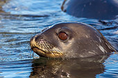 SEA 04 SK0007 01
Weddell Seal Swimming In Southern Ocean Off Western Antarctic Peninsula