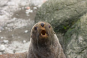 SEA 04 SK0009 01
Head On Head Shot Of Antarctic Fur Seal Sitting On Rocky Beach Western Antarctic Peninsula