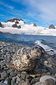 SEA 04 SK0010 01
Weddell Seal Resting On Rocky Beach Western Antarctic Peninsula