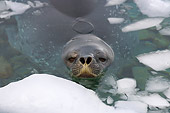 SEA 04 SK0012 01
Weddell Seal Swimming In Southern Ocean Off Western Antarctic Peninsula