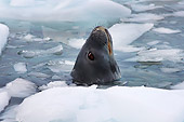 SEA 04 SK0014 01
Shoulder Shot Of Weddell Seal Swimming In Southern Ocean Off Western Antarctic Peninsula