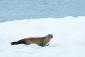 SEA 04 SK0015 01
Crabeater Seal Barking On Sea Ice In Southern Ocean Off Western Antarctic Peninsula
