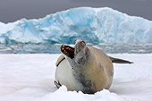 SEA 04 SK0016 01
Crabeater Seal Barking On Sea Ice In Southern Ocean Off Western Antarctic Peninsula