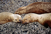 SEA 04 TL0001 01
Steller's Sea Lion Pups Sleeping On A Rock
