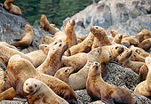 SEA 04 TL0002 01
Steller's Sea Lion Pups Congregating On Rocks