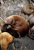 SEA 04 TL0003 01
Steller's Sea Lion Femle Scratching Chin With Tail