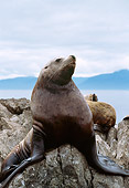 SEA 04 TL0004 01
Portrait Of Steller's Sea Lion Sitting On Rock Sky Clouds Mountain Water