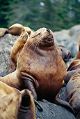 SEA 04 TL0005 01
Portrait Of Steller's Sea Lion Bull Sitting On Rock In Rookery
