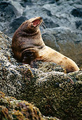 SEA 04 TL0006 01
Portrait Of Steller's Sea Lion Bull Roaring On Rocks