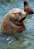 SEA 04 TL0007 01
Portrait Profile Head Shot Of Steller's Sea Lion Bull Floating In Water