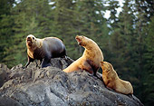 SEA 04 TL0008 01
Steller's Sea Lions Barking On Rocks Pine Tree Background