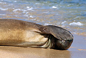 SEA 04 TL0009 01
Hawaiian Monk Seal Sunning On Beach Hawaii