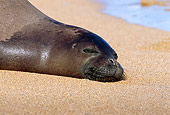 SEA 04 TL0010 01
Head Shot Of Hawaiian Monk Seal Sunning On Sandy Beach