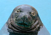 SEA 04 TL0011 01
Close Up Head Shot Of Hawaiian Monk Seal Floating