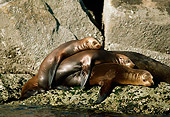 SEA 04 TL0012 01
Three California Sea Lions Sunning On A Rock