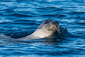 SEA 06 KH0003 01
Harp Seal Swimming In Sea Svalbard