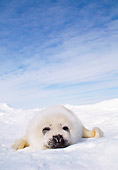 SEA 06 MC0002 01
Harp Seal Pup Sleeping In Snow