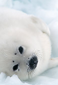 SEA 06 MC0003 01
Portrait Of Harp Seal In Snow Canada