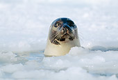 SEA 06 MH0001 01
Harp Seal At Breathing Hole In Ice Gulf Of St. Lawrence, Canada