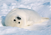 SEA 06 MH0002 01
Harp Seal Pup Resting On Ice At Gulf Of St. Lawrence, Canada