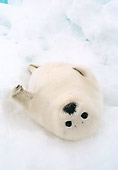 SEA 06 NE0001 01
Harp Seal Pup Laying On Ice Pack In Spring Canada