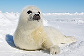 SEA 06 WF0001 01
Harp Seal Pup Laying On Ice Canada