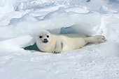 SEA 06 WF0002 01
Harp Seal Pup Laying On Ice Canada