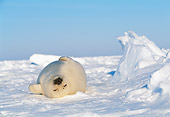SEA 06 KH0001 01
Harp Seal Pup Laying On Back On Snow