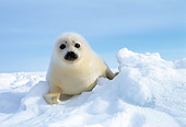 SEA 06 KH0002 01
Harp Seal Pup Sitting On Snow