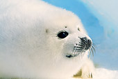 SEA 06 RW0001 01
Head Shot Of Baby Harp Seal Pup On Pack Ice