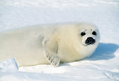 SEA 06 RW0002 01
Harp Seal Pup On Pack Ice