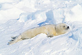 SEA 06 RW0003 01
Harp Seal Pup Sleeping On Pack Ice Canada