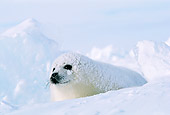 SEA 06 RW0004 01
Harp Seal Pup On Ice Pack Canada